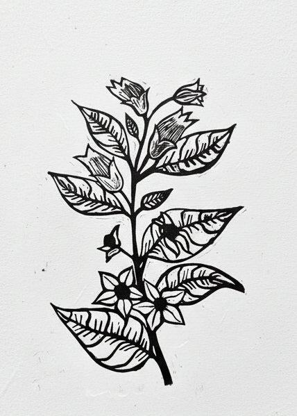 Black Belladonna linoprint on a white background