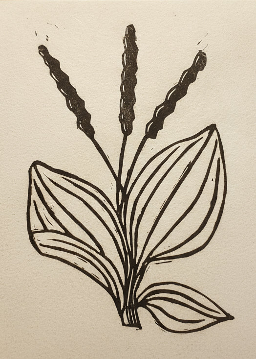 Linoprint of medicinal Plantain plant