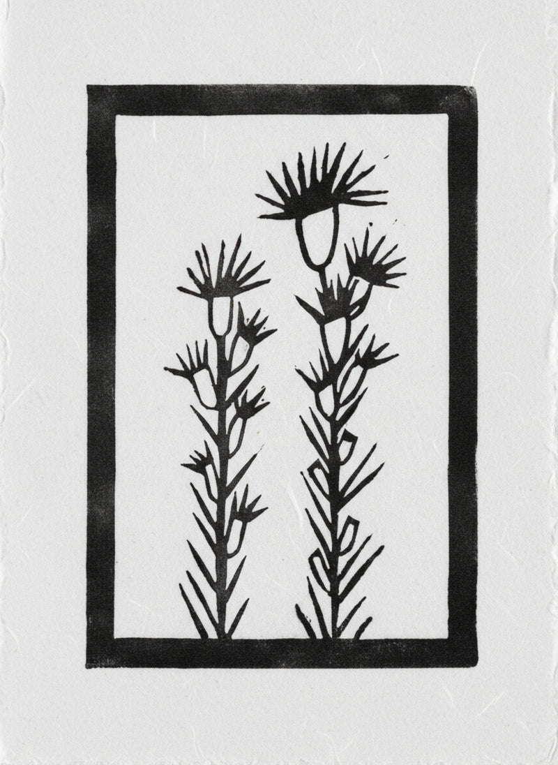 Black botanical illustration on a white background