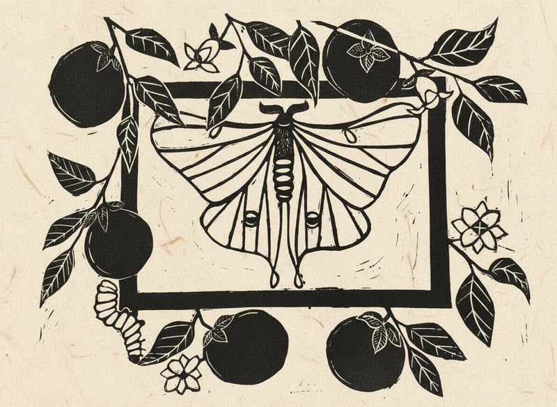 Decorative linoprint of a luna moth surrounded by persimmon branches on a white background
