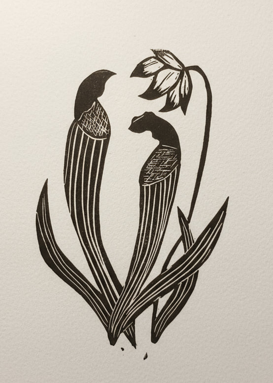 Linoprint of a Pitcher Plant