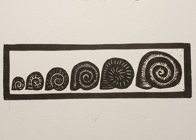 A collection of snail shells arranged artfully from smallest to largest surrounded by a black rectangle