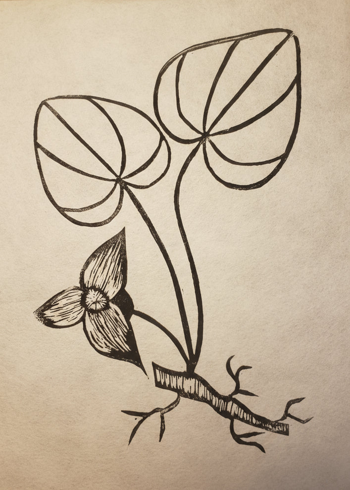 Botanical linoprint of Wild Ginger