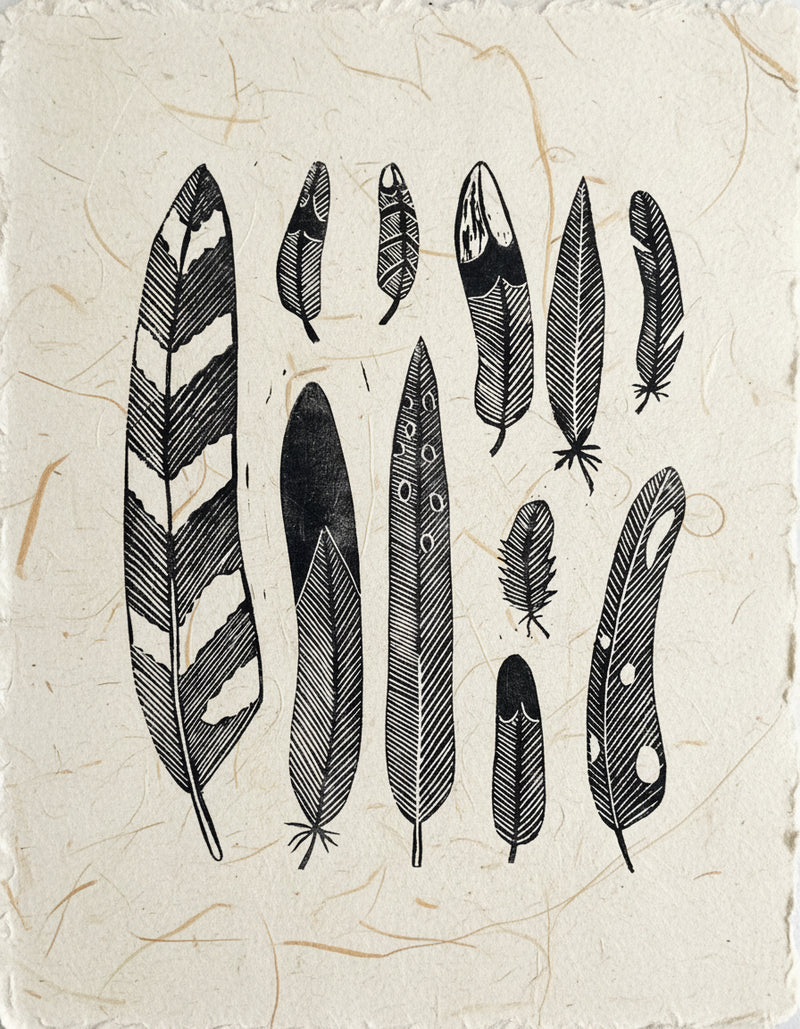 Illustrations of various feathers on a white background